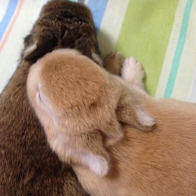 ChocolateNandasさんの実例写真