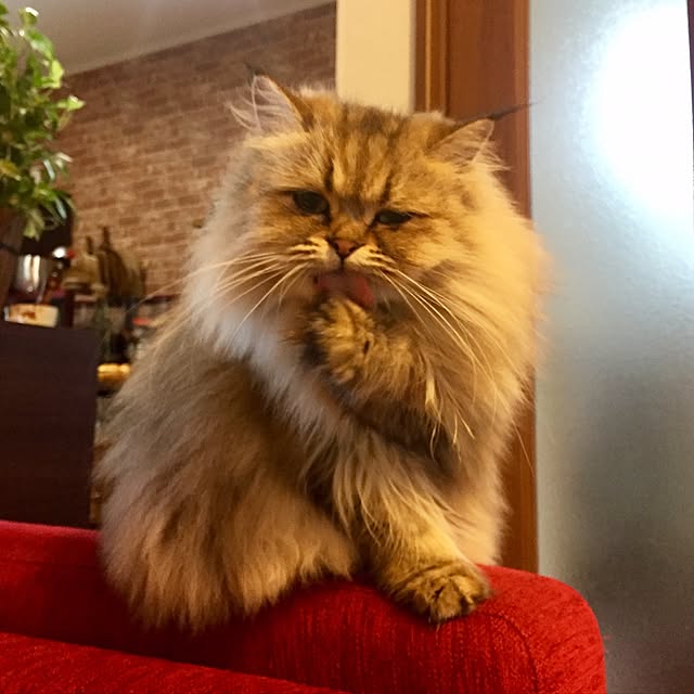 butachanさんの実例写真