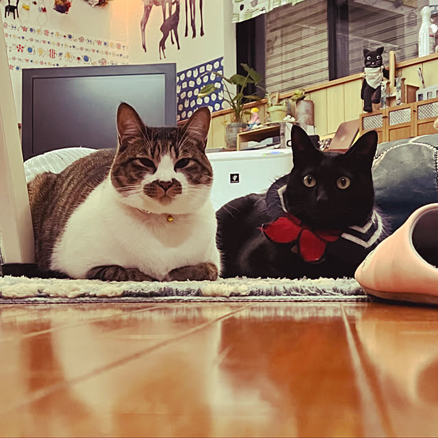 jijiさんの実例写真