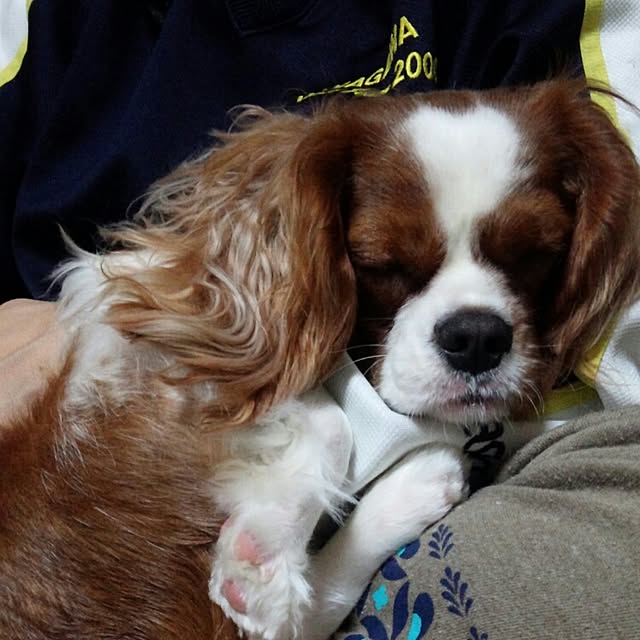 yuki.yukiさんの実例写真