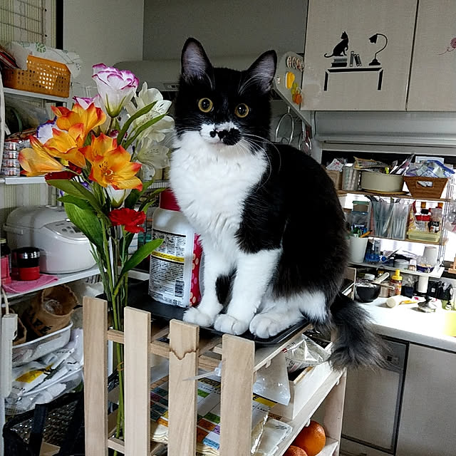 aatan91241さんの実例写真