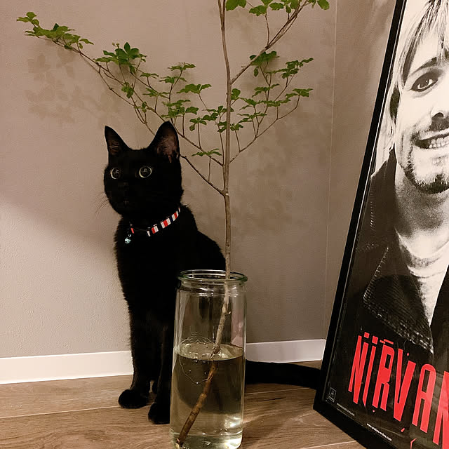 Blackcatさんの実例写真