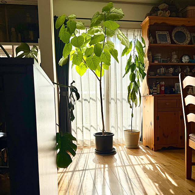 sachieyさんの実例写真