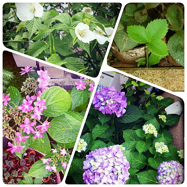 cedarrosemamさんの実例写真