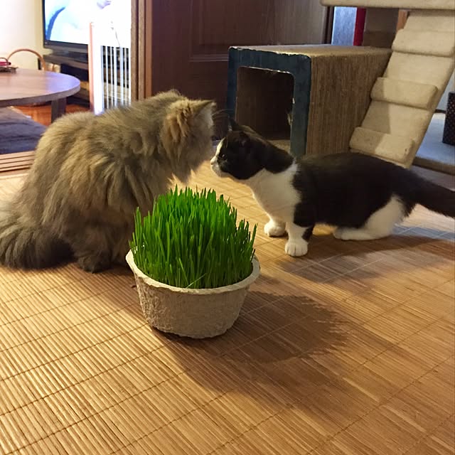 butachanさんの実例写真
