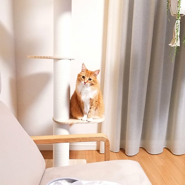 pinokoさんの実例写真