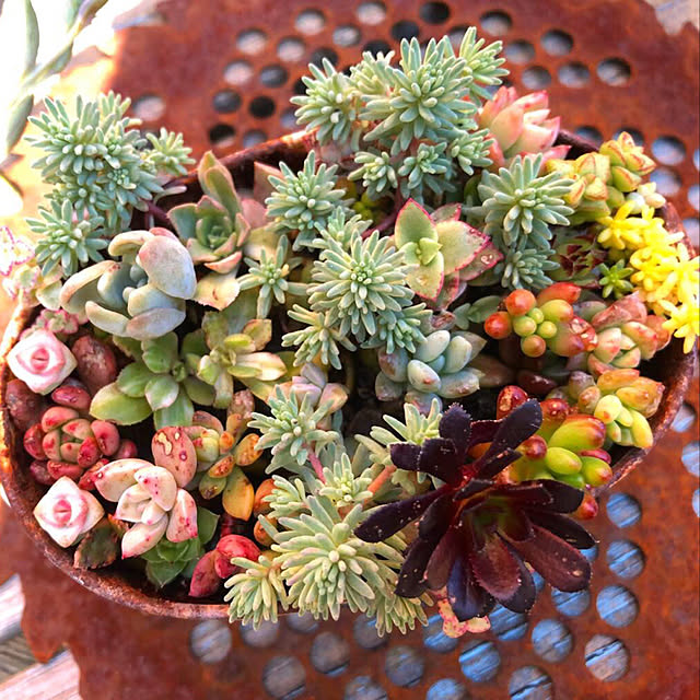 **yuu**さんの実例写真