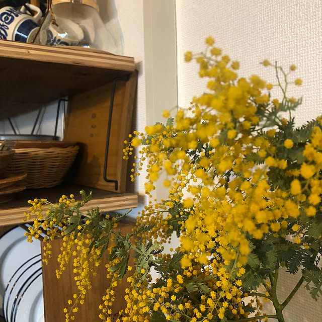 kohahiyoさんの部屋