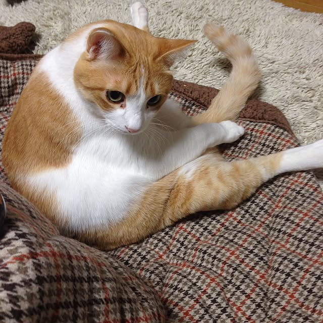 Kinanさんの実例写真