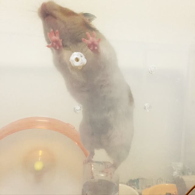 xxxakyxxxさんの実例写真
