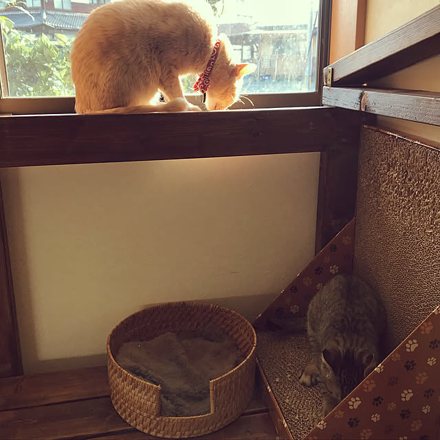 mikan161さんの実例写真