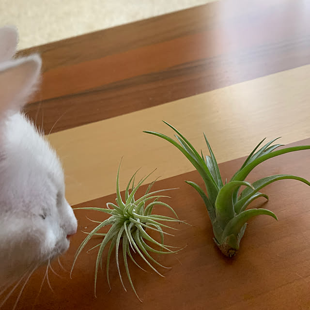 keiさんの実例写真