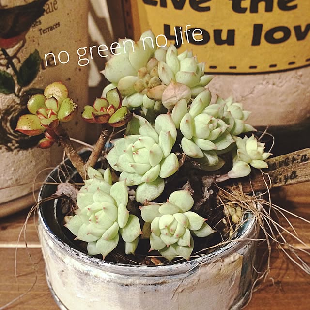 misaさんの実例写真