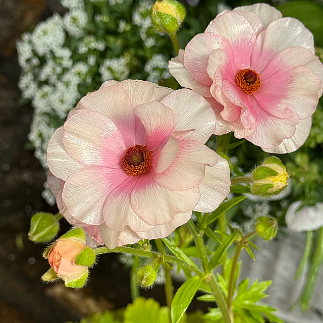 Chigusaさんの部屋