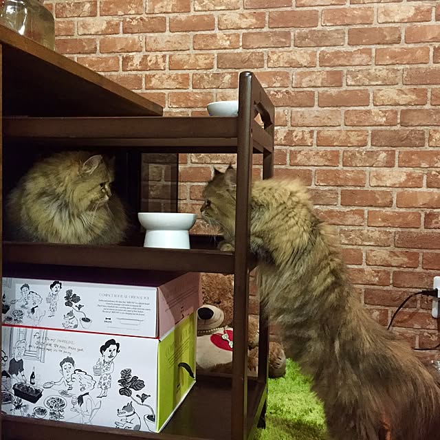 butachanさんの実例写真