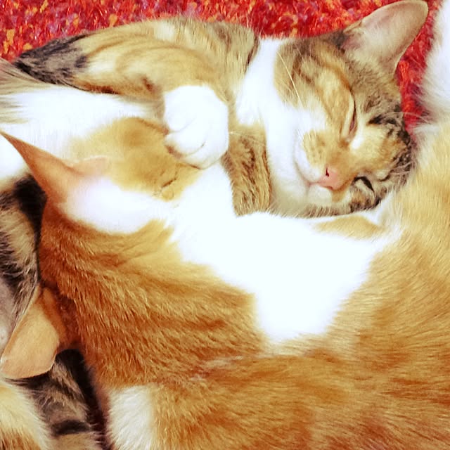 yoshinari_tokuteruさんの実例写真