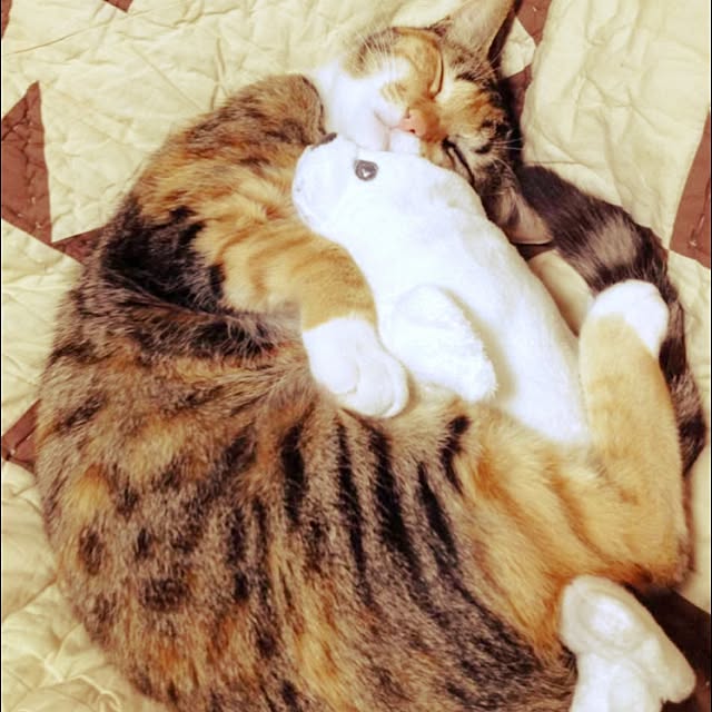 yoshinari_tokuteruさんの実例写真