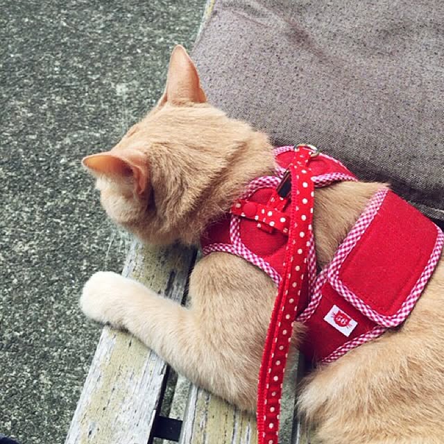 mikan161さんの実例写真