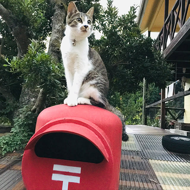 chamさんの実例写真