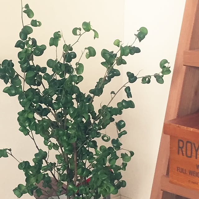 rayさんの実例写真