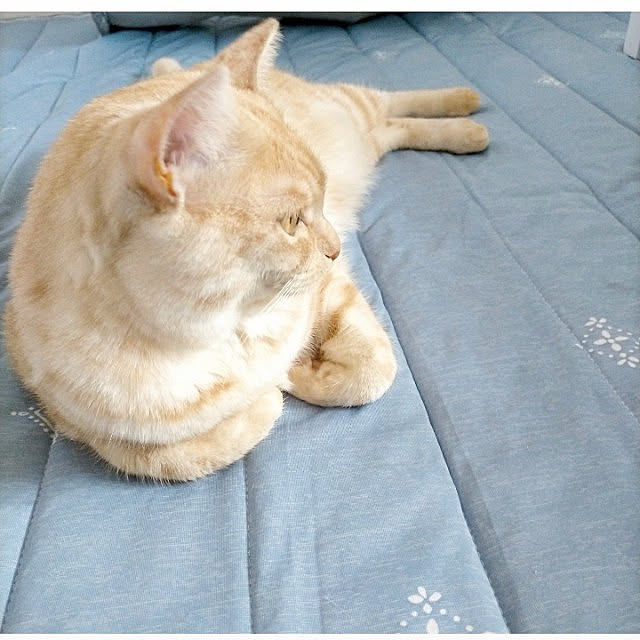 heart.emiemi57.whiteさんの実例写真