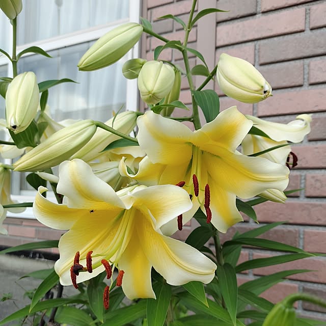 kiraさんの実例写真