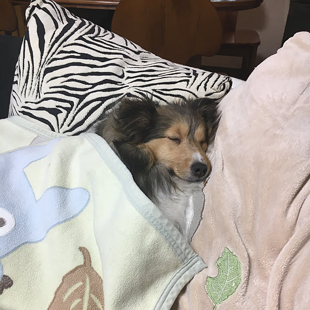 konokonoさんの実例写真