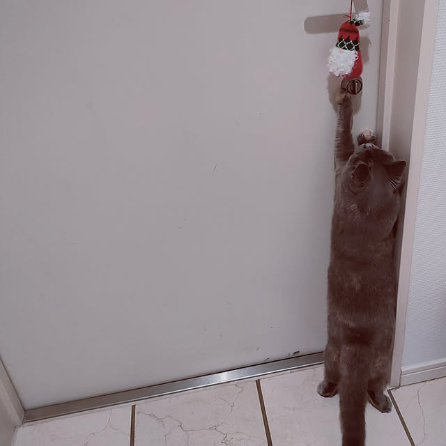 mamuさんの実例写真