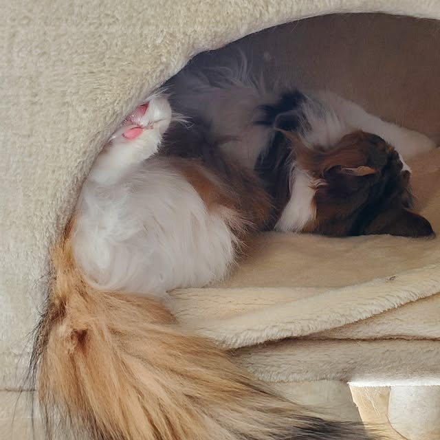 muku+maroさんの部屋