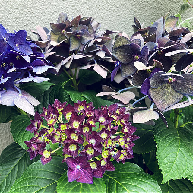 tomokokoさんの実例写真
