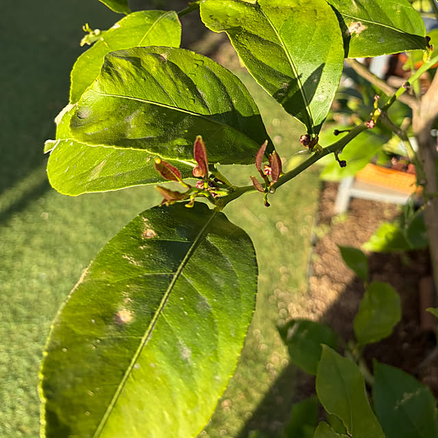 applepieさんの部屋