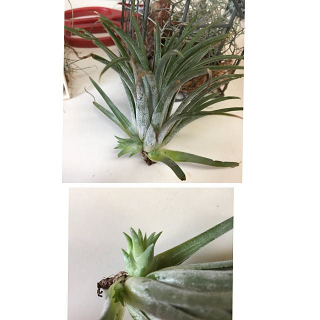 Enjuさんの実例写真
