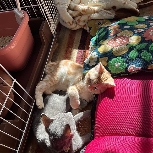 tekokaasanさんの実例写真