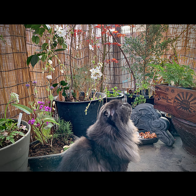 mecchaさんの実例写真