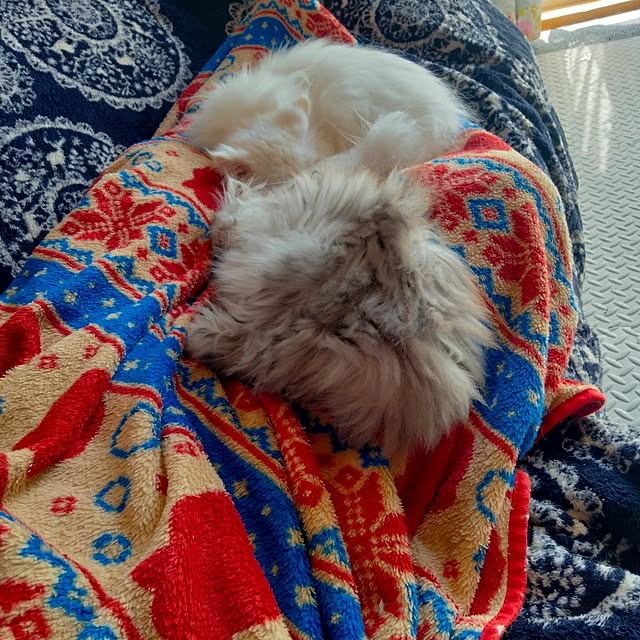 makaronさんの実例写真