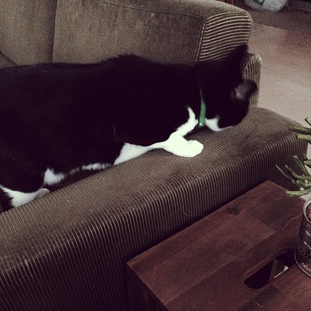 mikasakuさんの実例写真