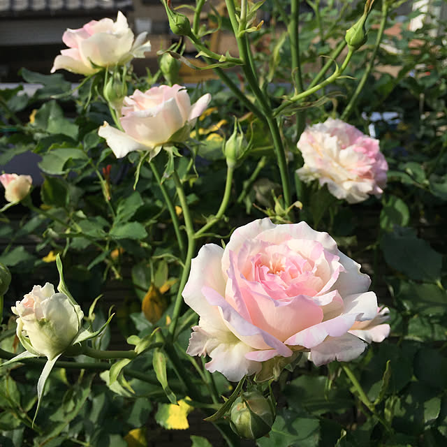 nonさんの実例写真