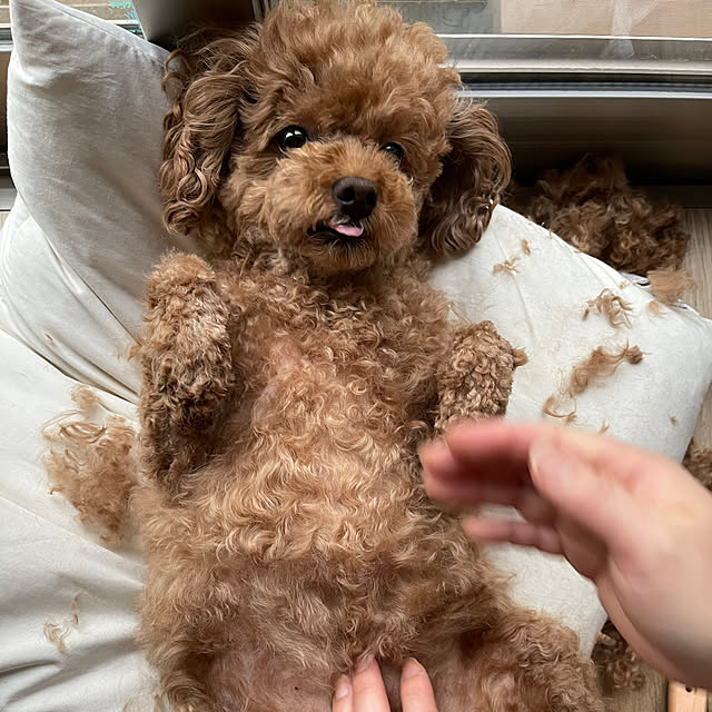 nikoさんの実例写真