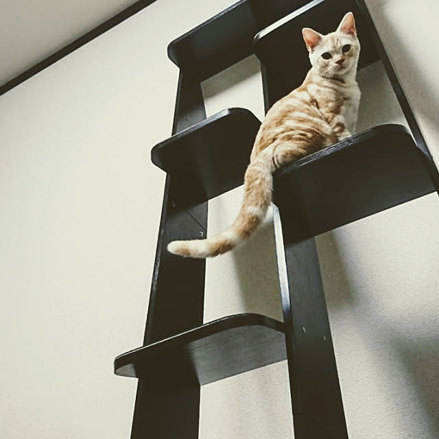 malmさんの実例写真