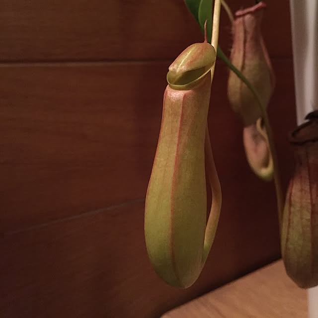 Junkoさんの実例写真