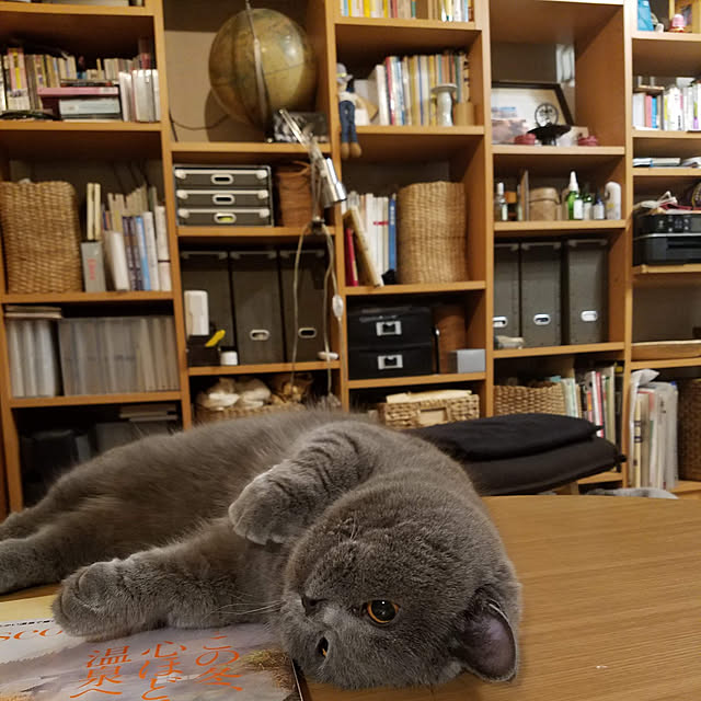 cocoさんの部屋