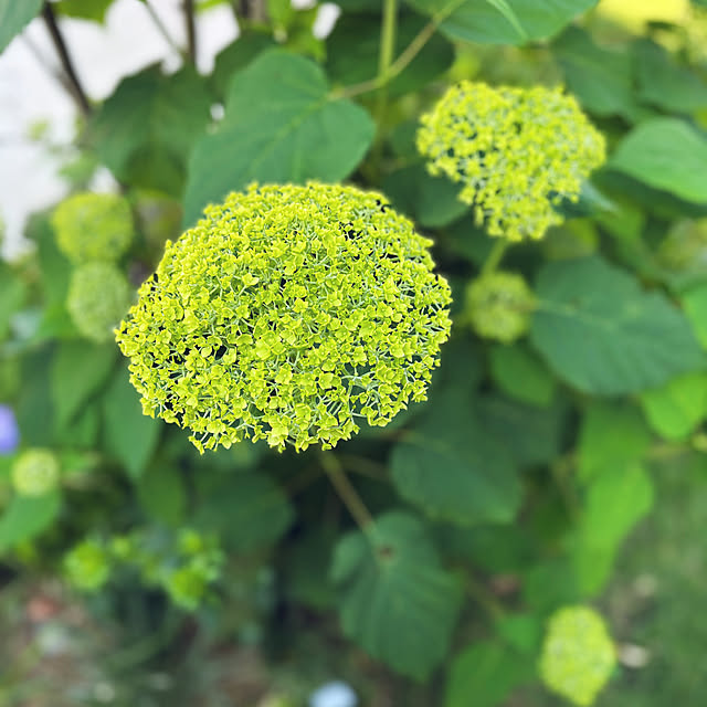 玄関/入り口/庭のお花/庭のある暮らし/庭/朝活...などのインテリア実例 - 2025-06-08 15:01:41