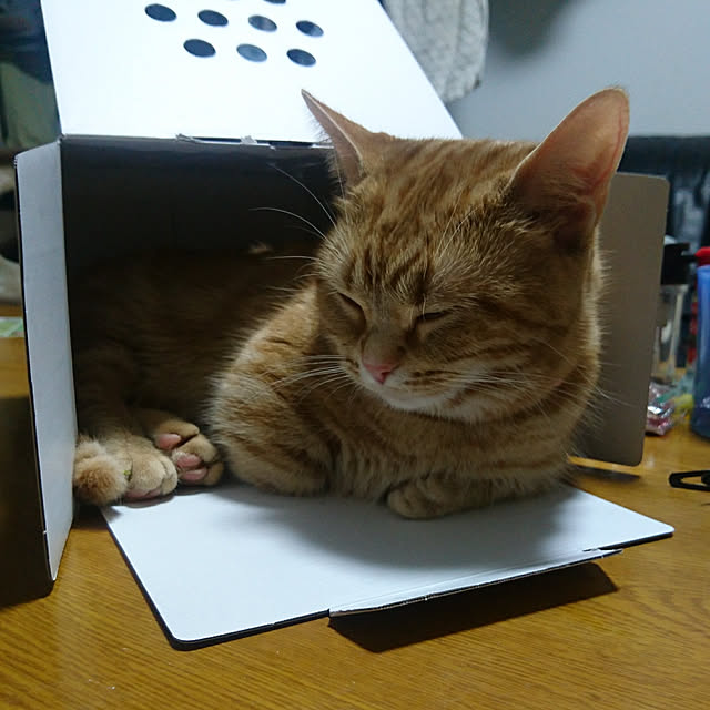 shinobuさんの実例写真