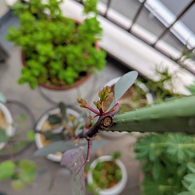 mi-saさんの部屋