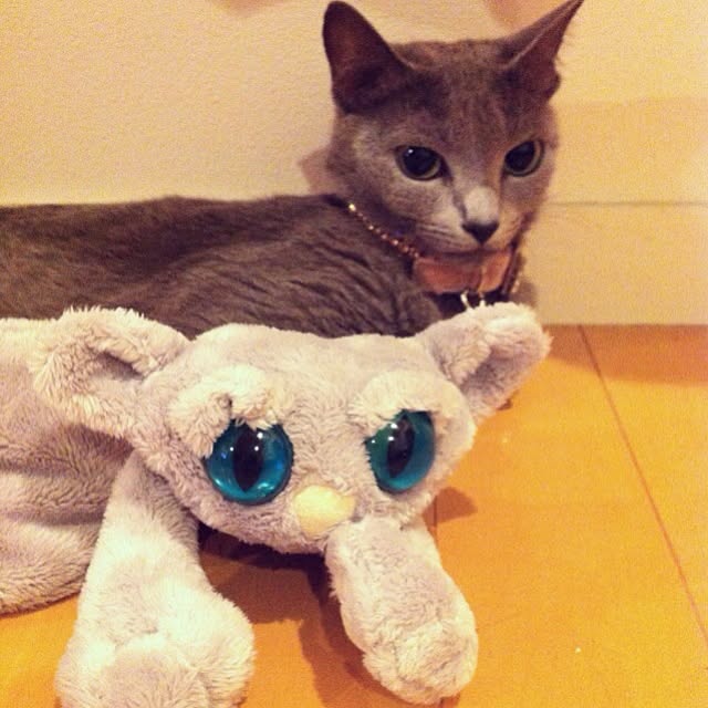 nekochanさんの実例写真
