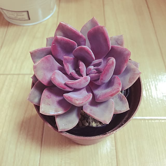 Mikoさんの実例写真