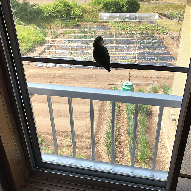 aoinokimiさんの実例写真