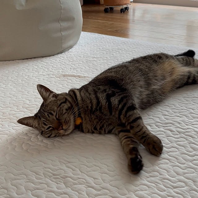 puu.tuuliさんの部屋