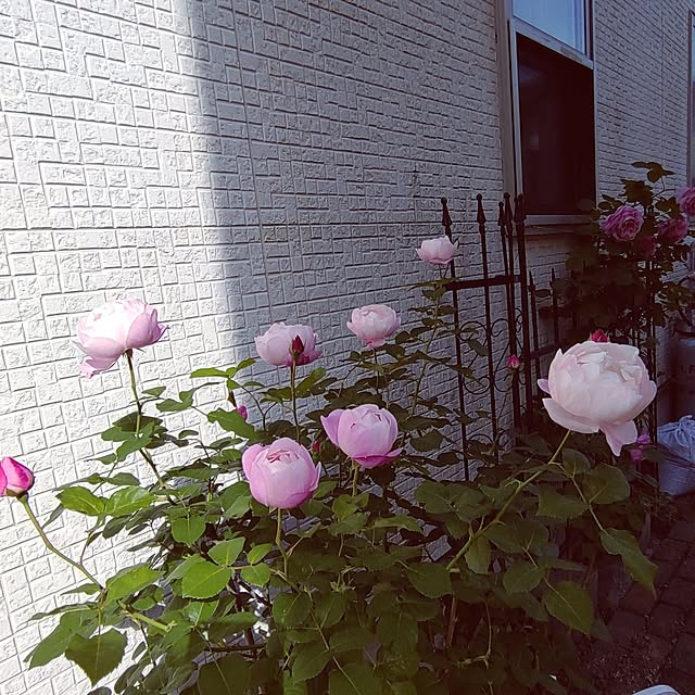 Bienvenueさんの部屋