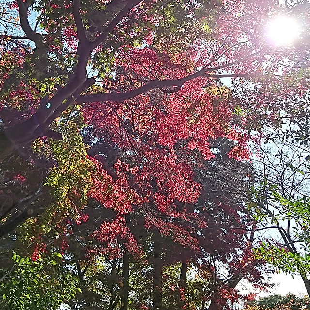 bonobono54さんの実例写真